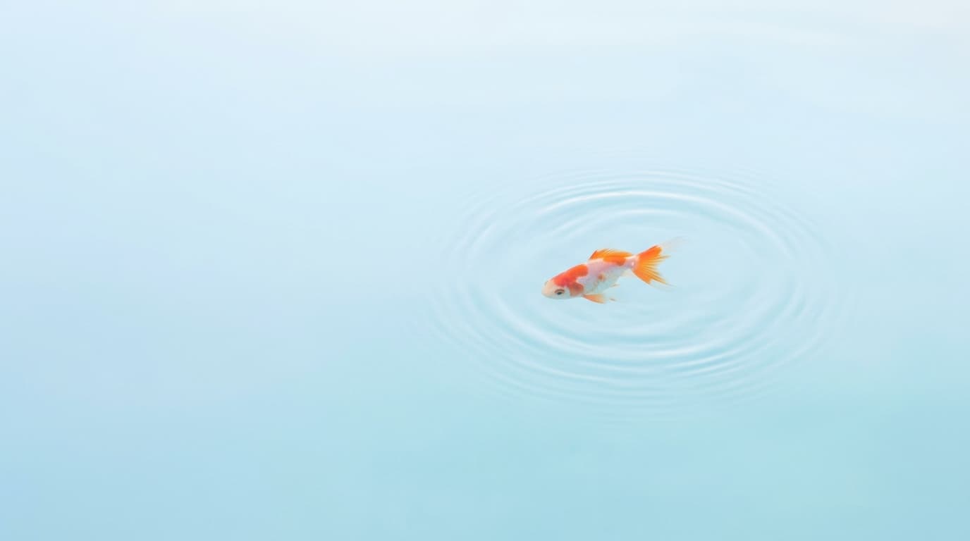 Zen goldfish in calm powder-blue water